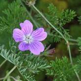 La Veta Lace Geranium